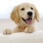 Furniture Fabric Fit for Pet Owners